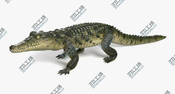 images/goods_img/20210312/Crocodile 3D/4.jpg